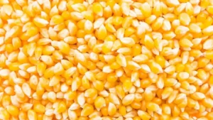 corn grain