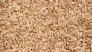 oats grain