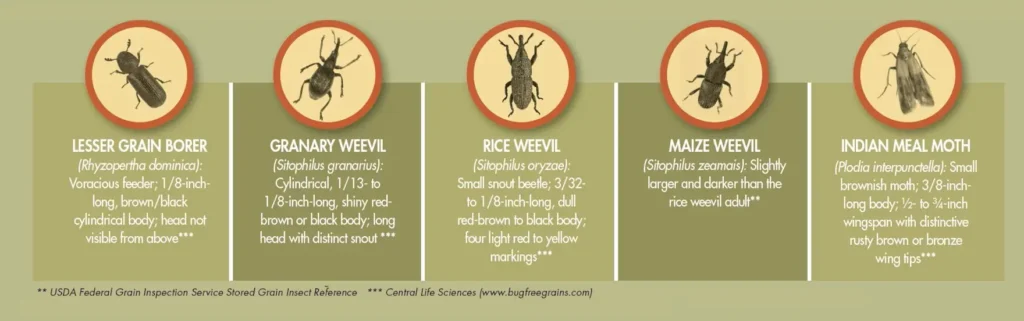 five common grain insects