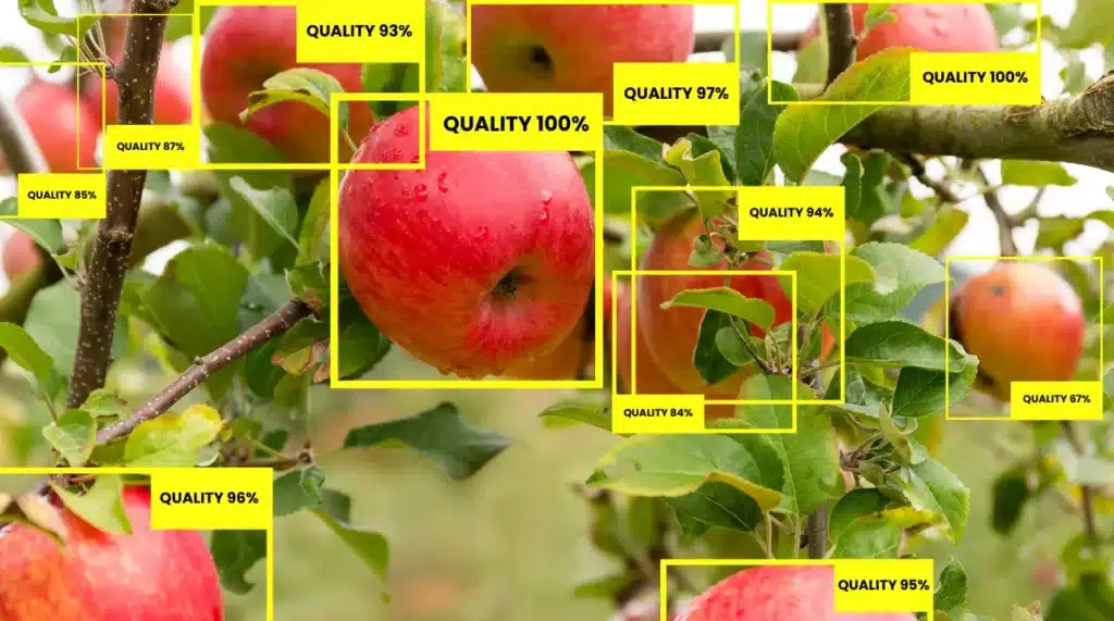 fruit grading with computer vision and AI