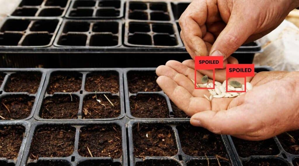AI in seed quality testing: comprehensive methods
